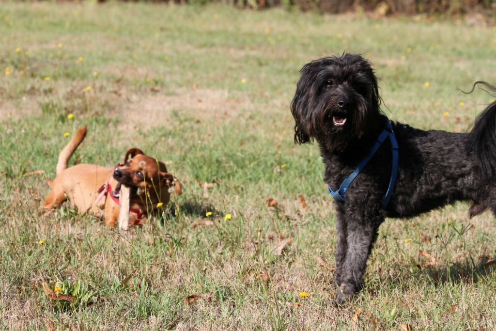 Teddy e Sheila